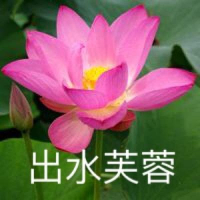 亚莎宠物旅店破解版下载